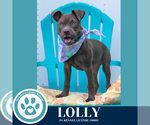 Small #2 American Pit Bull Terrier Mix