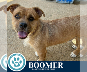 Bulldog-Unknown Mix Dogs for adoption in Kimberton, PA, USA