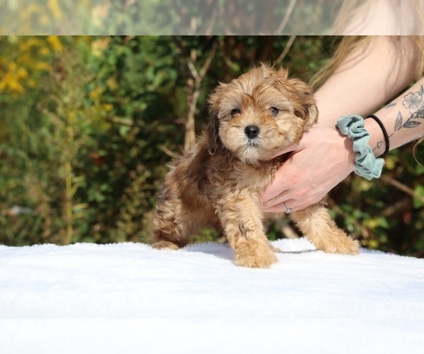 Medium Photo #9 ShihPoo Puppy For Sale in DYERSBURG, TN, USA