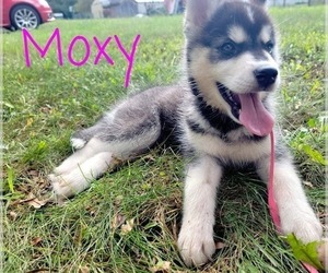 Siberian Husky Puppy for sale in HINMANSVILLE, NY, USA
