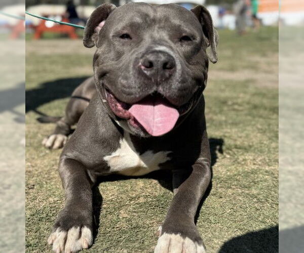 Medium Photo #2 American Pit Bull Terrier Puppy For Sale in San Bernardino, CA, USA