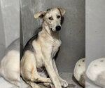 Small German Shepherd Dog Mix