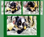 Puppy Black Tri Male Miniature Australian Shepherd