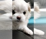 Small Photo #5 Maltese Puppy For Sale in HILO, HI, USA