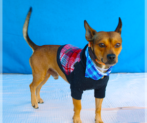 Chihuahua-Unknown Mix Dogs for adoption in Pasadena, CA, USA