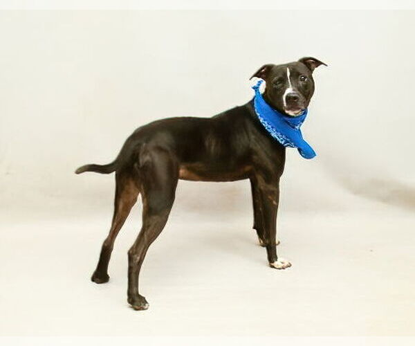 Medium Photo #3 Mutt Puppy For Sale in Sanford, FL, USA