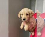 Small Photo #5 Golden Retriever Puppy For Sale in SPARTA, TN, USA