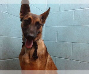 German Shepherd Dog Dogs for adoption in Downey, CA, USA