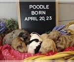 Small Photo #11 Poodle (Standard) Puppy For Sale in NEW YORK MILLS, MN, USA