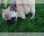 Small Photo #12 French Bulldog Puppy For Sale in LOUISVILLE, CO, USA