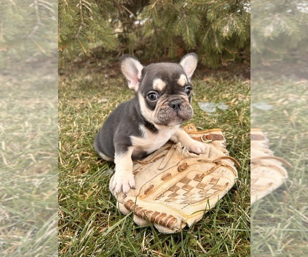 Medium Photo #3 French Bulldog Puppy For Sale in MIDDLEBURY, IN, USA