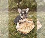 Small #2 French Bulldog