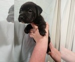 Puppy Oreo Boxer-Chinese Shar-Pei Mix