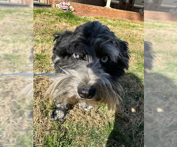 Medium Photo #3 - Mix Puppy For Sale in Roaring River, NC, USA