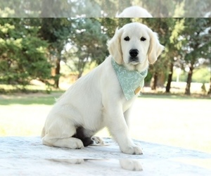 Golden Retriever Puppy for sale in BOSWELL, IN, USA