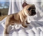 Puppy 3 French Bulldog