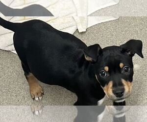 Labrador Retriever-Unknown Mix Dogs for adoption in Sterling, MA, USA