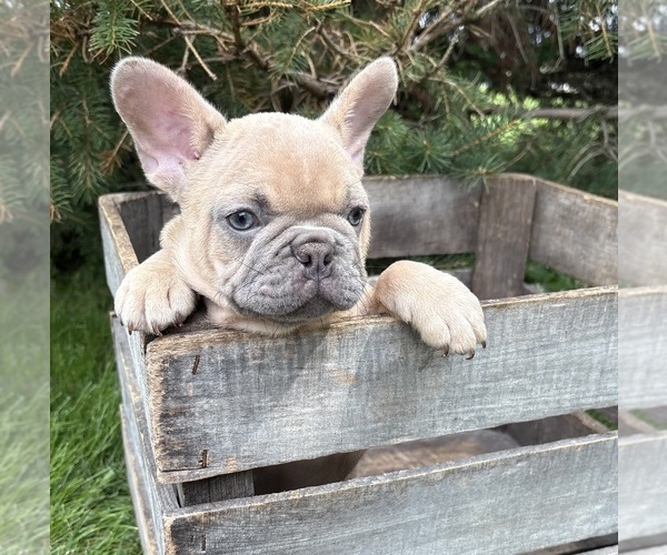 Medium Photo #2 French Bulldog Puppy For Sale in MIDDLEBURY, IN, USA