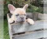 Small #1 French Bulldog