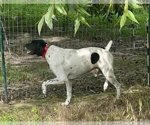 Father of the German Shorthaired Pointer puppies born on 08/18/2025