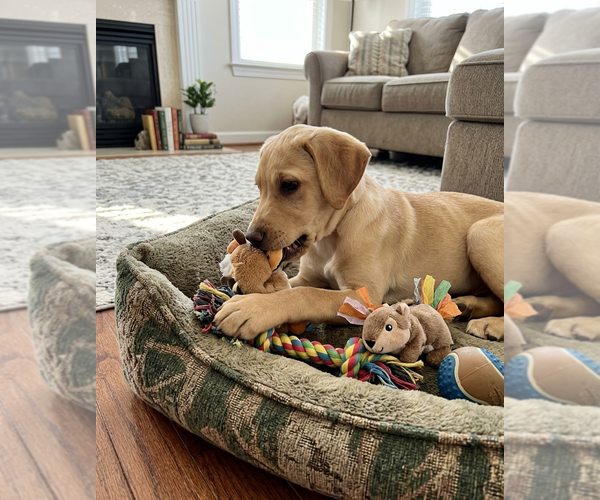 Medium Photo #1 Labrenees Puppy For Sale in Genesee, WI, USA