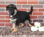Small #2 German Shepherd Dog