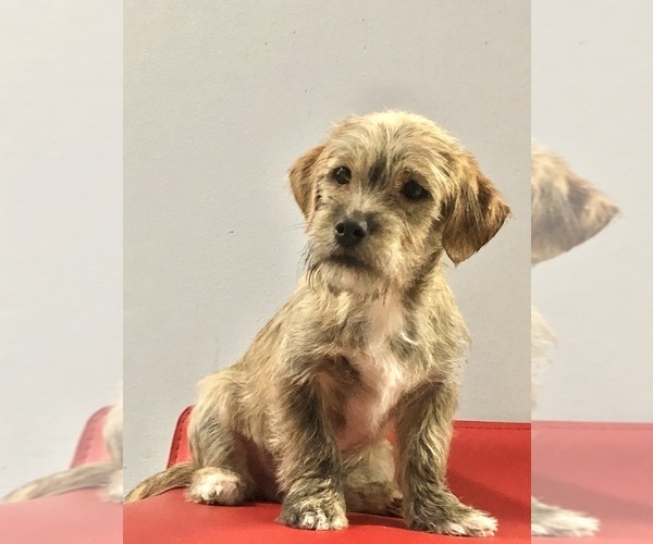 View Ad Schweenie Puppy for Sale near New Jersey, MAHWAH, USA. ADN239595