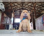 Puppy 4 Bloodhound