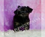 Puppy Bridgette Yorkipoo