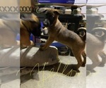 Small Photo #14 Belgian Malinois Puppy For Sale in IMPERIAL BEACH, CA, USA