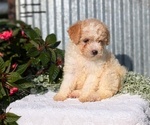 Small Photo #37 Poodle (Toy) Puppy For Sale in GOSHEN, IN, USA