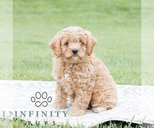 Cavapoo Puppy for sale in NARVON, PA, USA