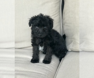 Pom-A-Poo-Pomeranian Mix Dogs for adoption in RICHMOND, MI, USA