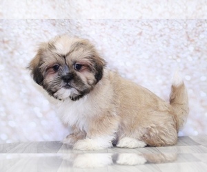 Shih Tzu Puppy for sale in MARIETTA, GA, USA