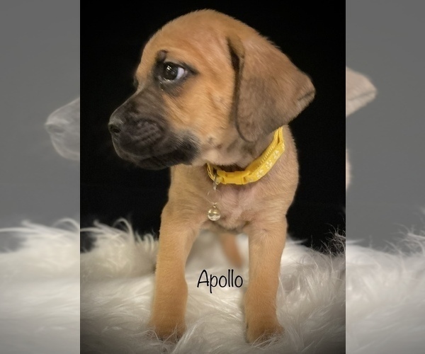 Medium Photo #2 Cane Corso Puppy For Sale in SPRING, TX, USA