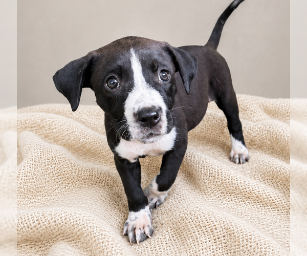 Medium Photo #2 Boston Terrier-Unknown Mix Puppy For Sale in Grovertown, IN, USA