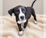 Small #1 Boston Terrier Mix