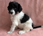 Puppy Bertha Poodle (Standard)