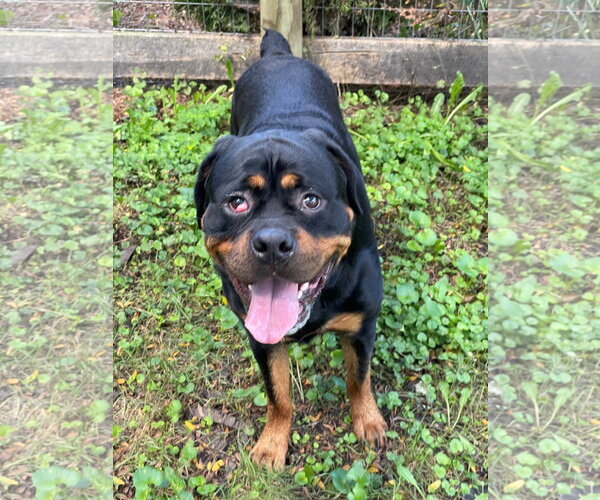 Medium Photo #2 Rottweiler Puppy For Sale in Techny, IL, USA