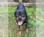 Small Photo #2 Rottweiler Puppy For Sale in Techny, IL, USA