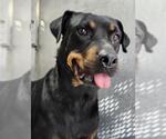 Small Rottweiler Mix