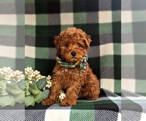 Goldendoodle (Miniature) Puppy for sale in QUARRYVILLE, PA, USA