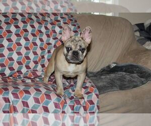 French Bulldog Puppy for sale in SACRAMENTO, CA, USA