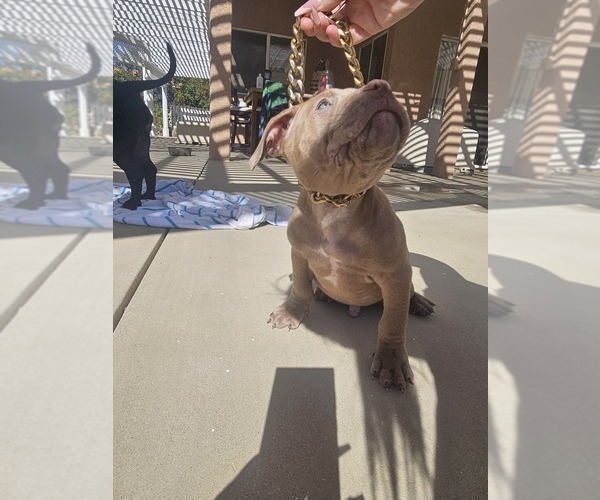 Medium Photo #3 American Bully Puppy For Sale in QUARTZ HILL, CA, USA