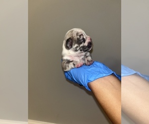 French Bulldog Puppy for sale in FAYETTEVILLE, NC, USA