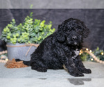 Small Photo #13 Poodle (Miniature) Puppy For Sale in WOLCOTTVILLE, IN, USA