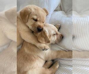 Labrador Retriever Puppy for sale in MCKINNEY, TX, USA