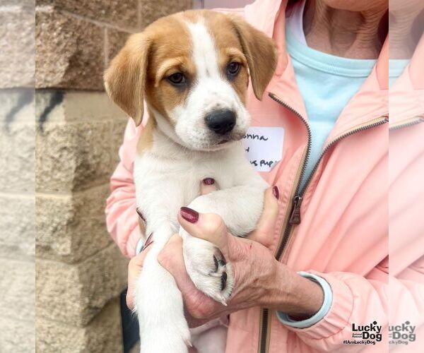Medium Photo #8 Labrador Retriever-Unknown Mix Puppy For Sale in Washington, DC, USA