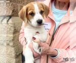 Small #7 Labrador Retriever Mix