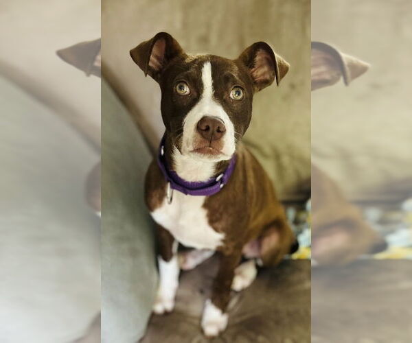 Medium Photo #12 American Pit Bull Terrier-Unknown Mix Puppy For Sale in Brewster, NY, USA